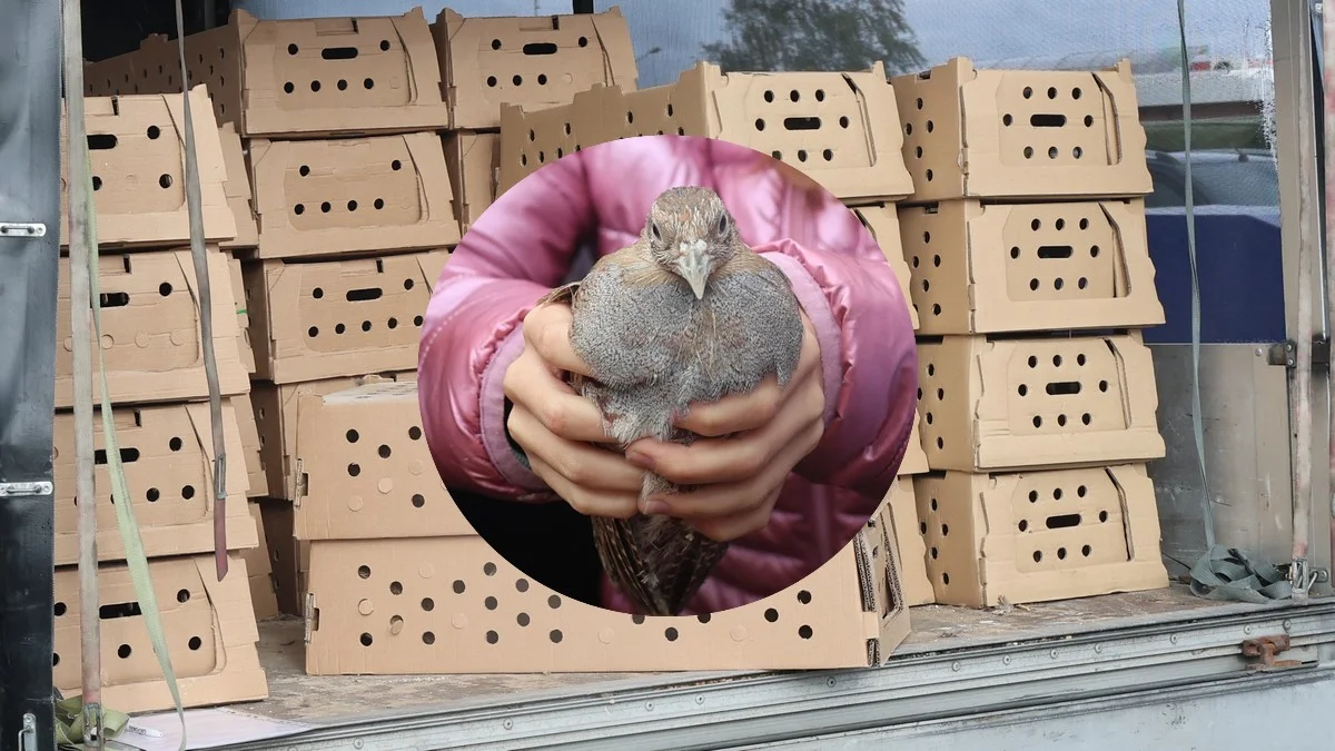 Reintrodukcja kuropatw w powiecie rawickim
